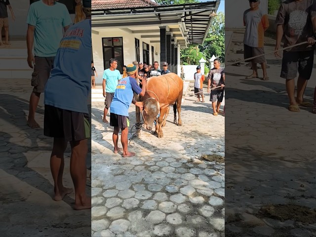 Cara Menyembelih Sapi Qurban 2026 #iduladha #iduladha1447h #idulqurban #sapiqurban #1447h #1447hijri