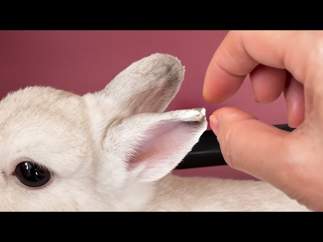 UNUSUAL MEMES COMPILATION V387