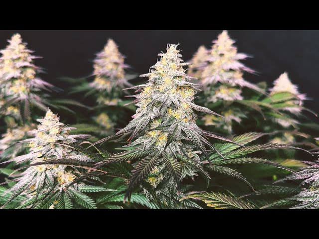 Mainlining 6 Different Strains - Full Grow