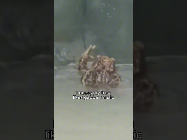 I guess my frog likes gabber music😂​​​#hardtechno #techno #technoremix #ravememes #ravetok