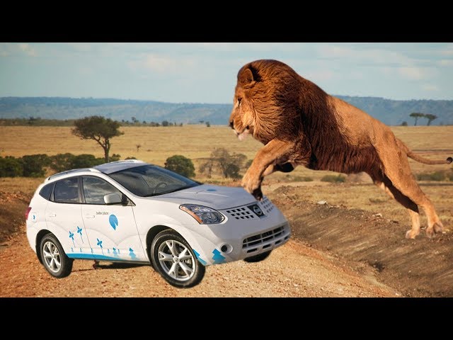 TOP of Lions Chasing Cars in National Reserve | Animals Video Compilation