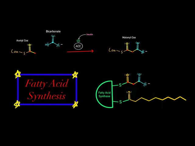 Fatty Acid Synthesis EVERYTHING YOU NEED TO KNOW MCAT BIOCHEMISTRY (Map of Metabolism)