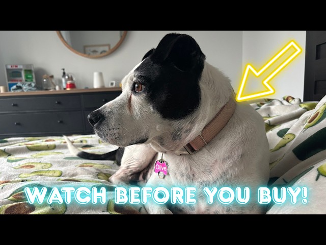 Honest review of dog collar