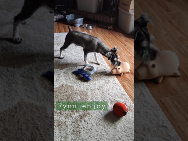 Fynn enjoys a good pig
