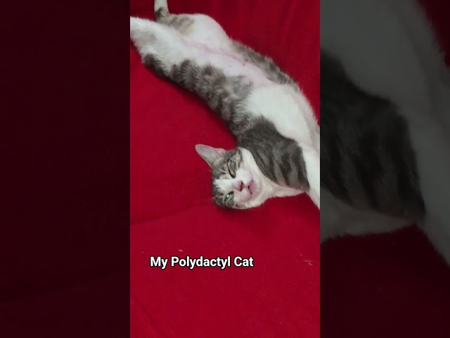 My Polydactyl Cat #Polydactylcat #kitten #kitty #pets #cat