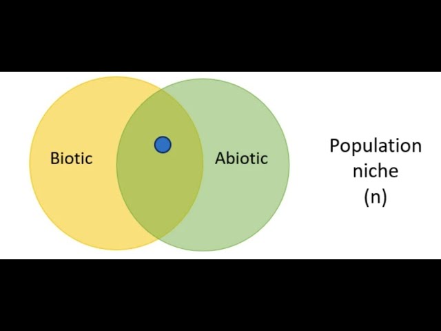 Ecological Niches and Diversity Maintenance