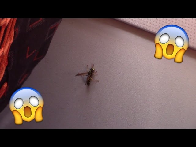 I Had A Wasp on my flight! | Vlog #4