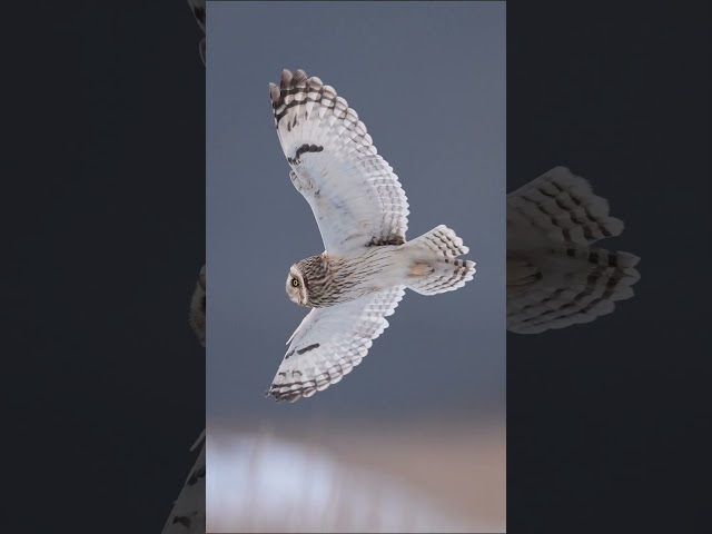 Alpha 7 V for Birding | Capturing the Perfect Moment | Sony | α #shorts