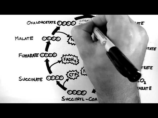 Cellular Respiration 3 - TCA Cycle (Krebs Cycle)