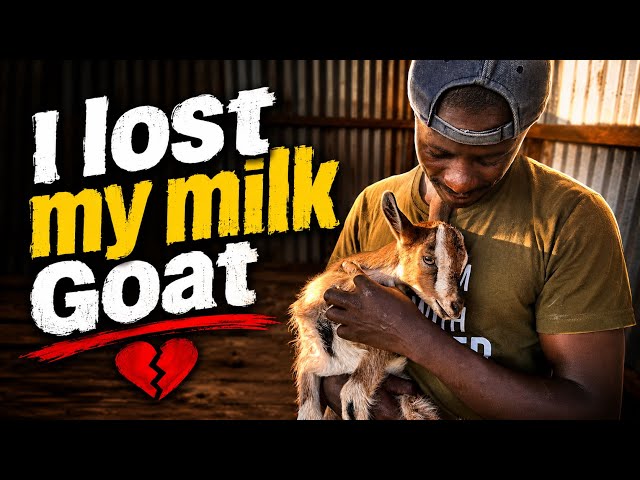 I lost my Milk goat. A painful experience 