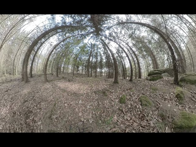 Spring forest birds sounds (static 360 video)