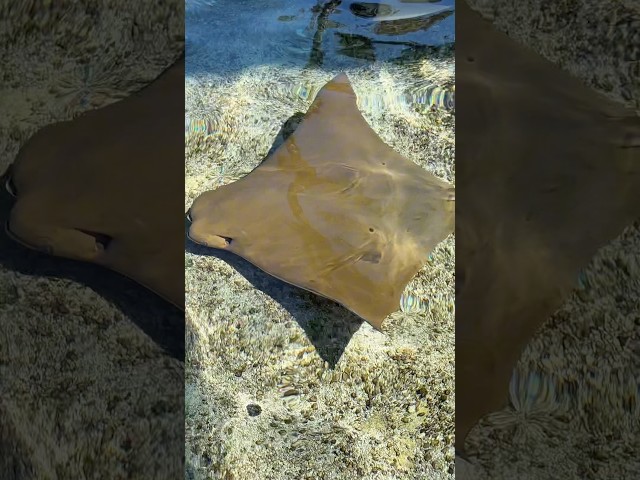 We found Stingrays! #kids #shorts #shortvideo