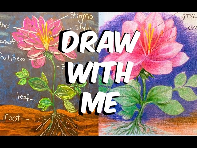 Waldorf Botany Chalk Drawing | Lesson 1