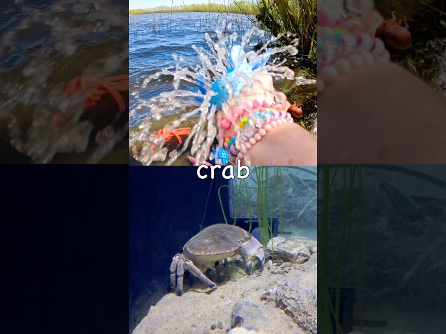 Sea Animal Names for Kids | Toy Learning Fun at the Lake: Seahorse Halloween Crab Dolphin Crab