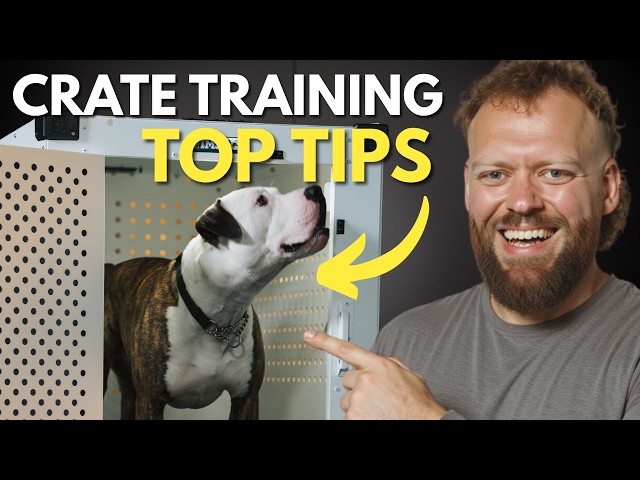 Crate Training Tips That Actually Work