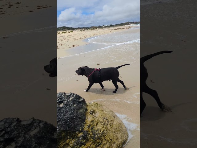 Splashing out at Capricorn Beach #beachdiaries with Wee Willy Winky! #yanchep #tworocks #doglovers
