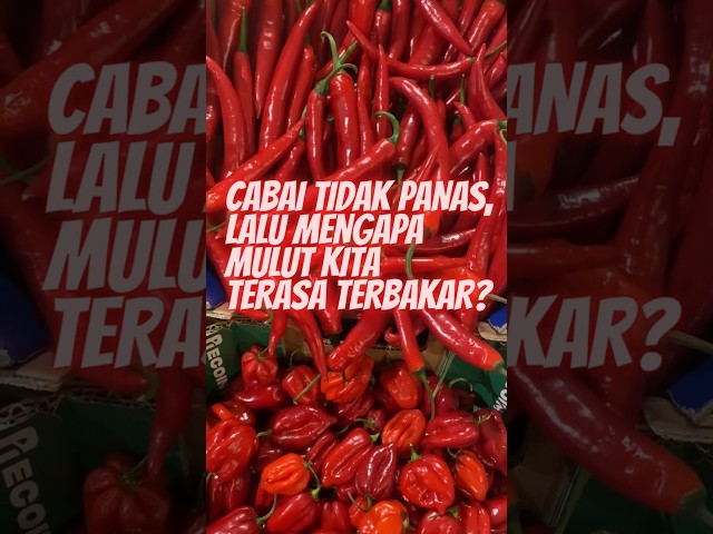 CABAI TIDAK PANAS, LALU MENGAPA MULUT KITA TERASA TERBAKAR ?