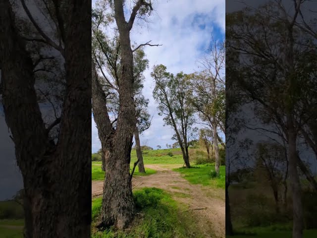 Iconic #bird Song from the #bushland #yanchep #indi #bushwalking #birdsong