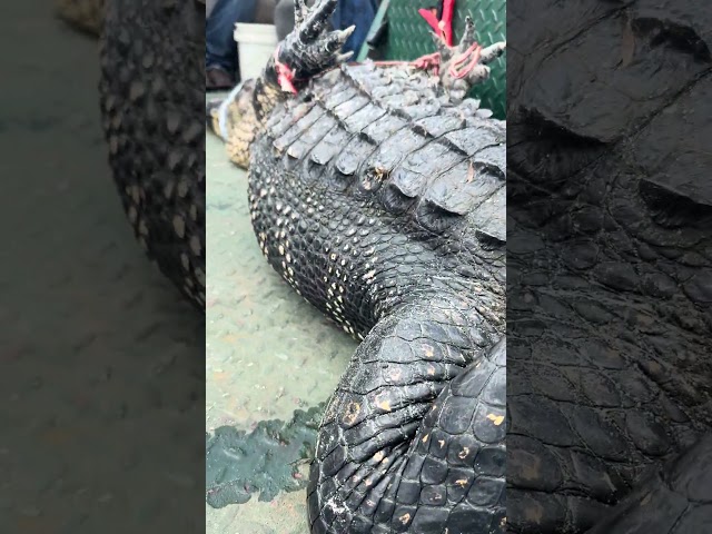HUGE ALLIGATOR CAPTURED! 14/15 #viral #short #youtubeshorts #shorts #viralvideo #youtube #shortvideo