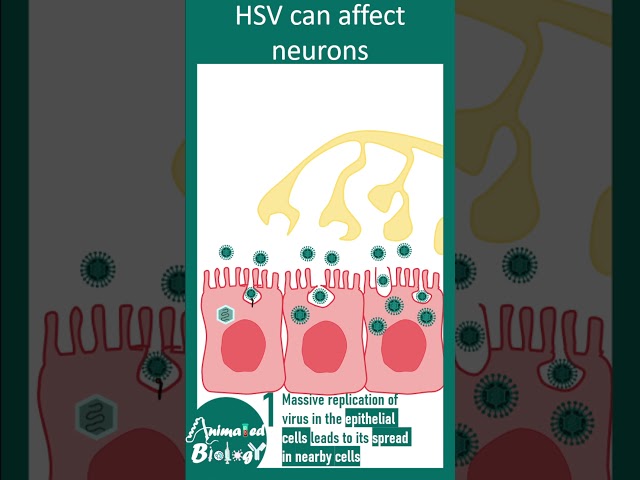 Herpes Simplex Virus & STDs | Quick Medical Facts | Animated biology with Arpan