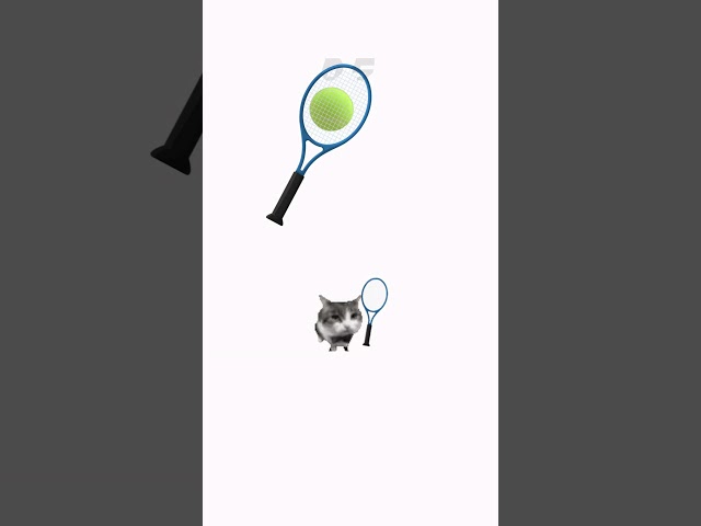 tennis cat