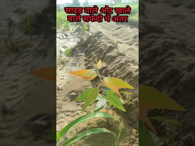 साइड ओर खाले वाले सफेदो में अंतर #safeda #viral #farming #khatibadi #shorts