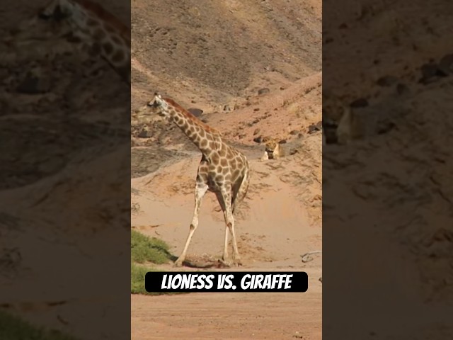 Watch this lioness hunt giraffes. #naturepbs #wildlife #animals #stem #lion