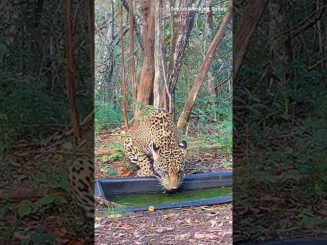 Jaguar At The Watering Hole in Mexico 💦