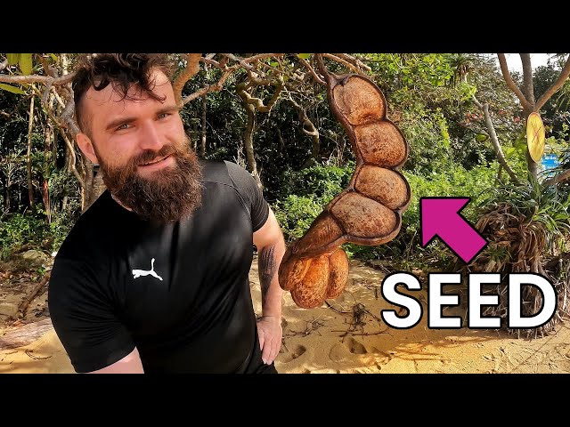 Seed Dispersal  | How Plant's Seeds Move? | Learning Made Fun