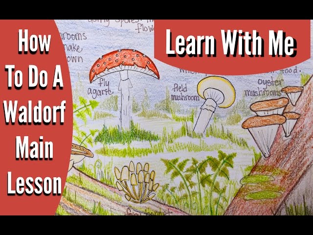 Inside a Waldorf lesson | Botany Main Lesson Block ￼