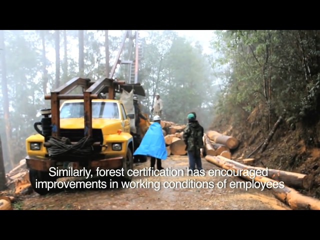 FSC certified community forest enterprise in the state of Oaxaca in southern Mexico