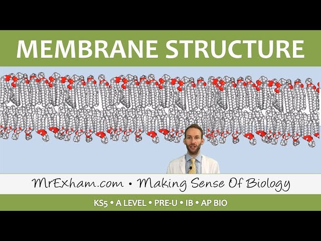 Eukaryotic Cell Structure - Membrane Structure and function - Post 16 Biology (A Level, Pre-U, IB)