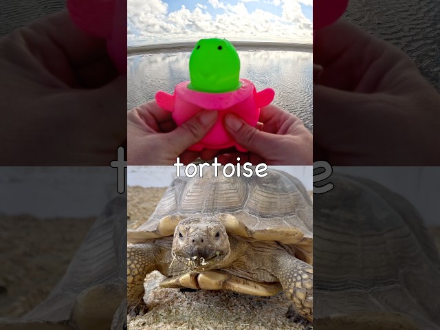 Fun Toys | Animal Names for Kids to Learn at the Beach: Tortoise Rhino Cat Flamingo Guinea Pig