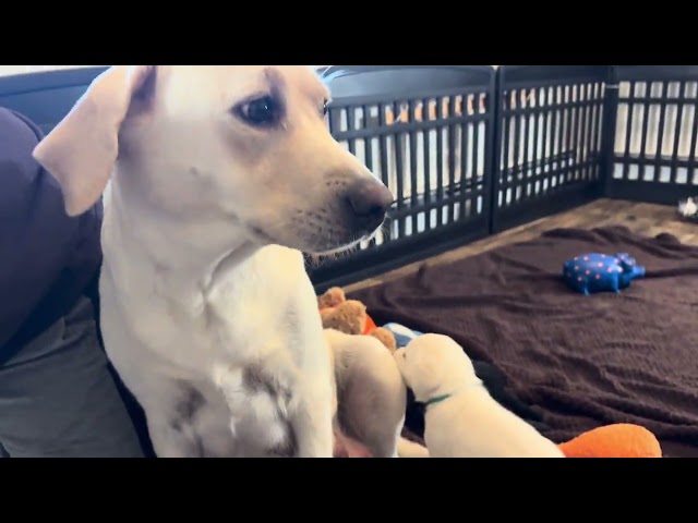 UH OH! Is momma's milk keeping up with her 9 growing puppies? Day 27 Weigh-In of cute puppies!