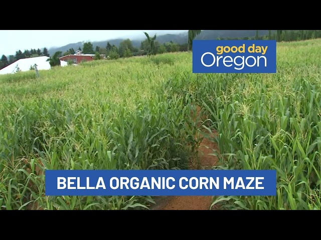 Bella Organic corn maze: ‘5 Kind Acts’