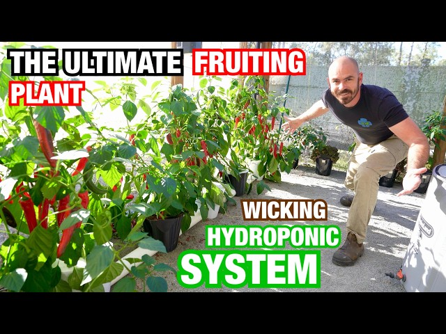 The Most Productive Hydroponic System for Fruiting Plants