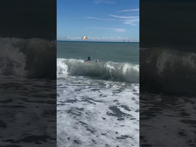Omg! Puppies🐕‍🦺Covered With Big Ocean Waves!🌊#dogshorts #seawaves #beach #animals #cute #shorts