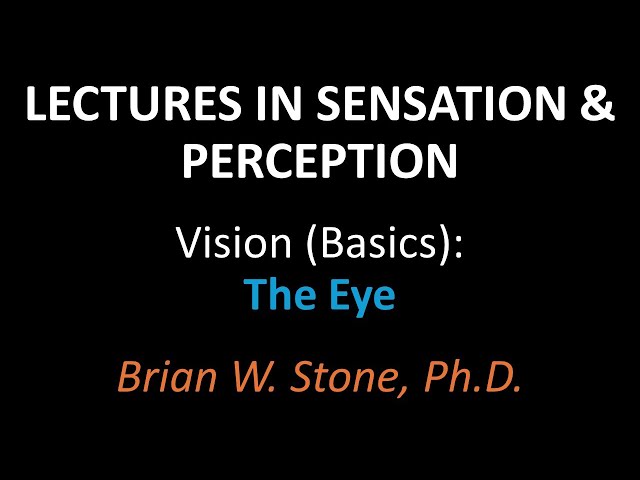 Sensation and Perception - Vision Basics Pt1 - The Eye