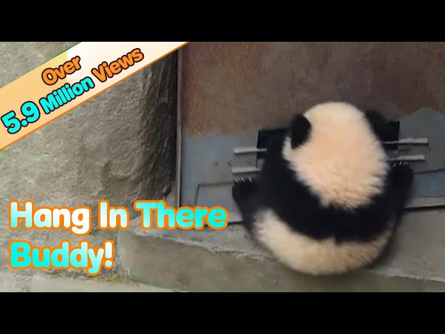 Panda Baby Hangs On Door When It Opens And Has Fun! | iPanda