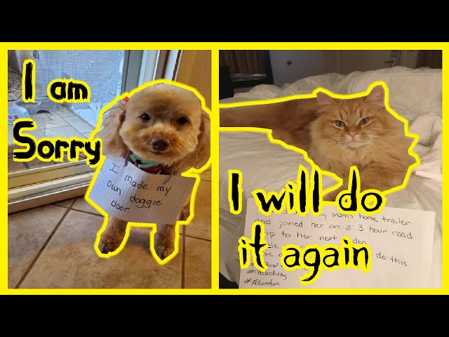 Naughtiest Pets in the World | These pets have been shamed for their crimes #Pet Shaming