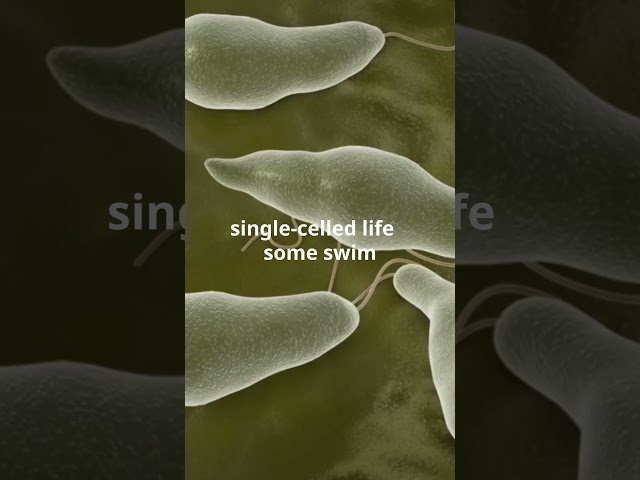 What Makes a Protist a Protist? Tiny Cells, Huge Impact