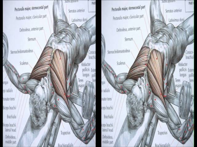 Bodybuilding chest exercise and anatomy