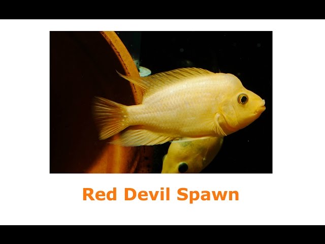 Red Devil Spawn