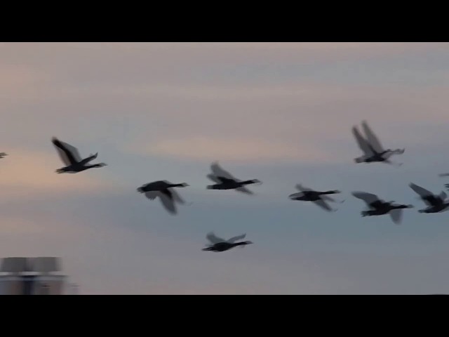 The Wisdom of Geese - How to Improve Team Performance