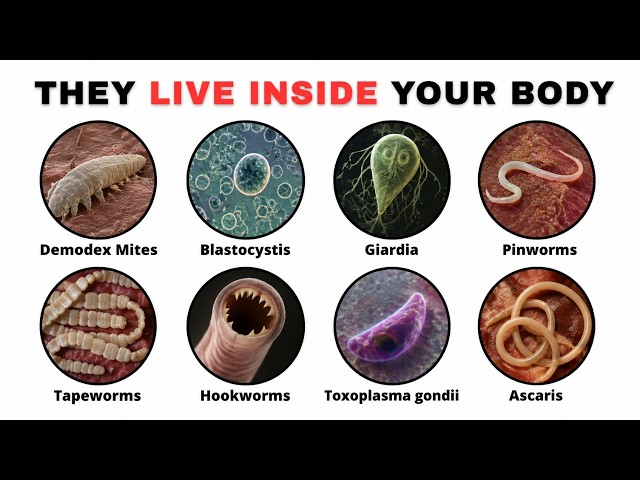 Every Parasite Living Inside Your Body Right Now Explained