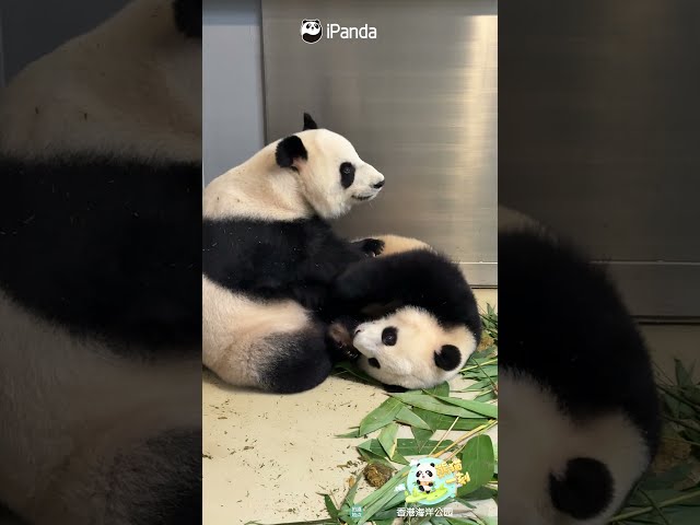 A Simply, Happy Day Of The #HKPanda Family | iPanda #shorts