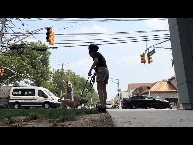DOG TRAINING | OFF LEASH K9 TRAINING | NYC DOG TRAINER | 1 y/o Yorkiepoo mix, KYOSHI