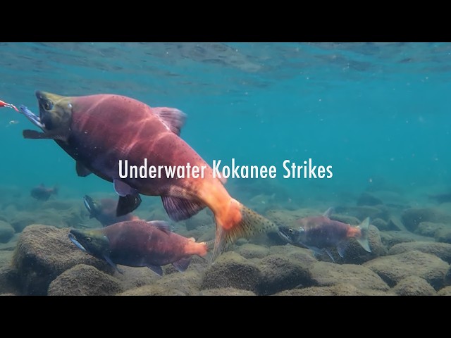 Underwater Kokanee Strikes - ヒメマスの水中バイトシーン #sacanahook