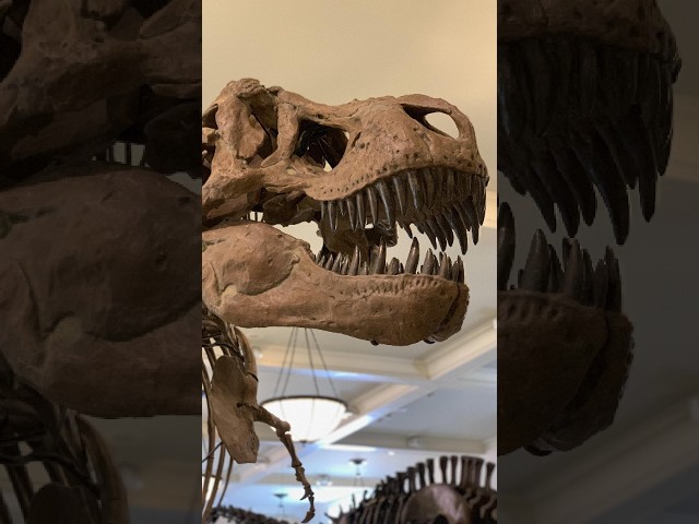 How strong was a T. rex bite?