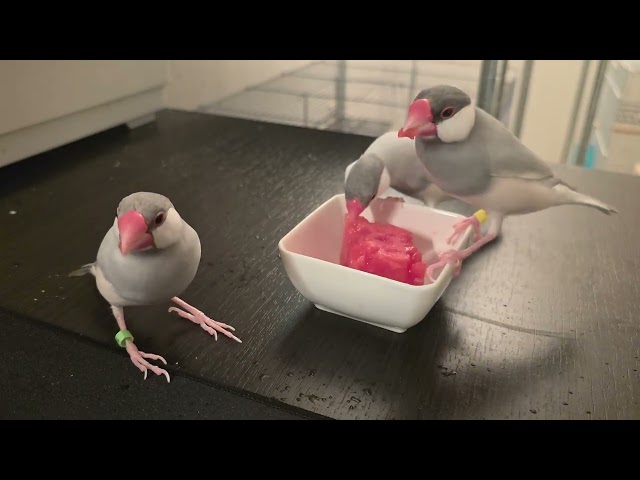 Java finches recolouring their beaks